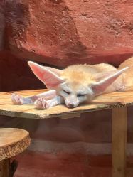 -Zoolung Zoolung动物主题公园(海信广场店)