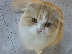 -喵园·猫主题咖啡厅·撸猫·猫咖(国贸店)