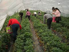 -小鱼草莓采摘园农家乐·小鱼餐厅