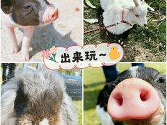 -前小桔亲子创意农场·草莓采摘·露营烧烤