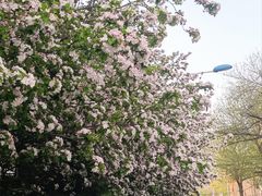 -桃花堤公园