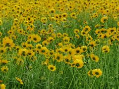-西湖风景区-江洋畈生态公园