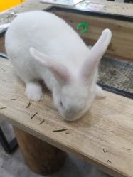 -神奇动物撸宠馆·羊驼·小浣熊·异宠(豫园店)