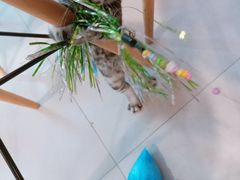 -三花喵·撸猫购宠·宠物生活馆(虹桥南丰城店)