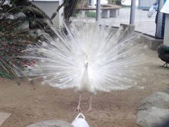 -东部华侨城