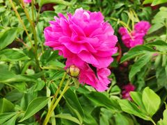 -广西壮族自治区药用植物园
