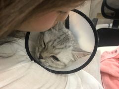 -福懋动物医院·犬猫全科·外科·重症科(杏林分院)