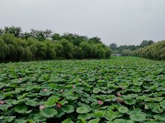 -日照海滨国家森林公园