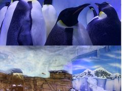 -海合安成都极地海洋公园
