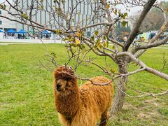 -小街猪手(团结湖店)