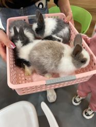 -Moni星球萌宠·小马宝莉·灵蛇·高端高阶全萌宠互动体验俱乐部(红豆国际广场店)