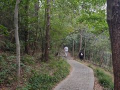 -紫金山山顶公园