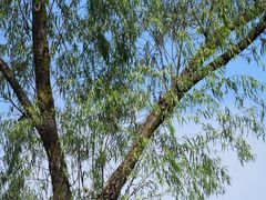 -西湖风景区-江洋畈生态公园