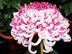 -天津市河西区金子小一一儿童军校幼儿园