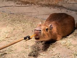 -Zoolung Zoolung动物主题公园(海信广场店)