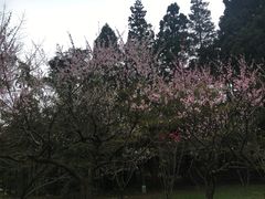 -庐山风景区花径公园