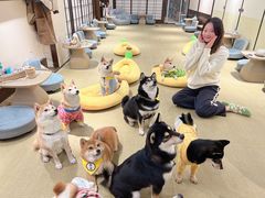 -逗柴咖啡屋·狗咖猫咖宠物桌游
