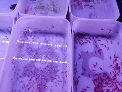 -华声天桥民俗文化园