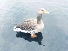 -海德公园