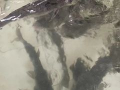 -庆岭迎宾园正宗活鱼馆