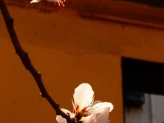 -桃花堤公园