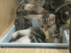 -屋虎猫馆(宝安大仟里店)