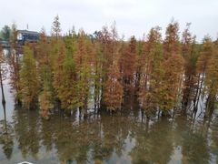 -白鹭湾湿地公园