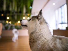 -Husky Go! 哈士奇体验馆·宠物咖啡厅狗咖