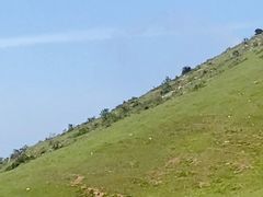 -大姆山草场