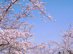 -顾村公园