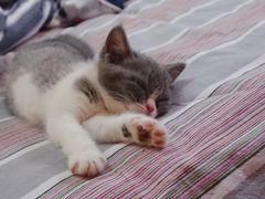 -北京恒爱动物医院(清景园分院)