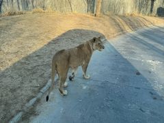 -北京野生动物园