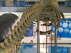 -上海海洋大学鱼文化博物馆(军工路校区)