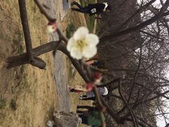 iphone_upload_pic-香雪海