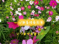 -香蜜公园