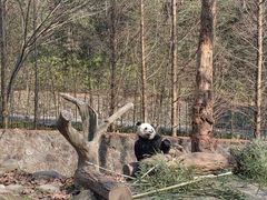 -都江堰中华大熊猫苑