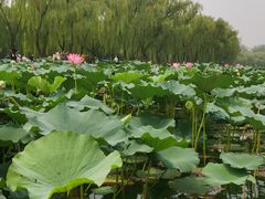 -皇家御河游(紫御湾码头)