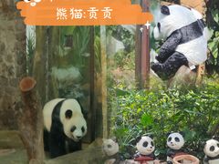 -海南热带野生动植物园