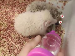 -浣熊柯尔鸭土拨鼠·电玩咖
