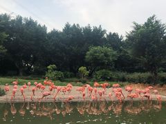 -广州长隆飞鸟乐园