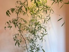 -杭州西子湖四季酒店-WL BISTRO西湖餐厅(灵隐路店)