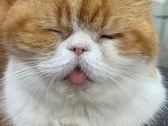 -喵园·猫主题咖啡厅·撸猫·猫咖(国贸店)