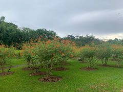 -中国科学院西双版纳热带植物园