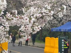 -武汉大学-樱园