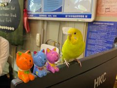 -猫咪博物馆(顶澳仔猫街店)
