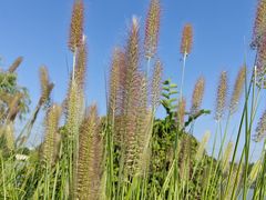 -九里河湿地公园