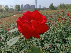 -云海肴·云南小炒·汽锅鸡(天津国金汇店)