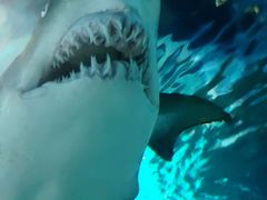 -上海海洋水族馆