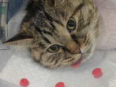 -纳吉亚猫专科动物医院·北北分院