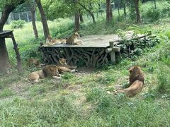 -上海野生动物园